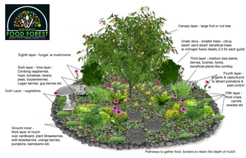 Learn how to create your own food forest at home